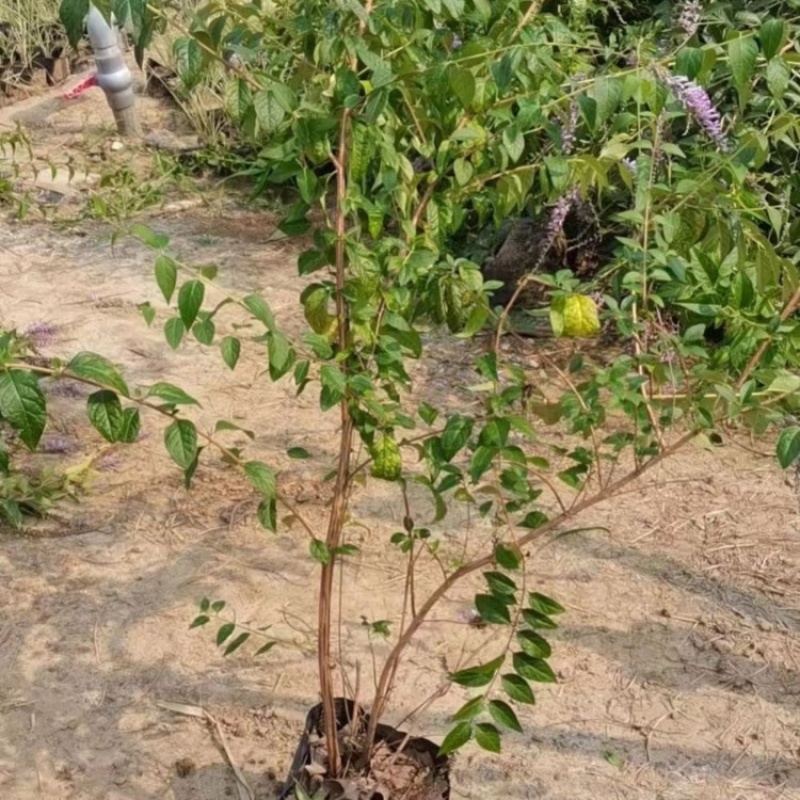 醉鱼草，基地直发，一手货源，大量供应