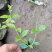 醉鱼草，基地直发，一手货源，大量供应