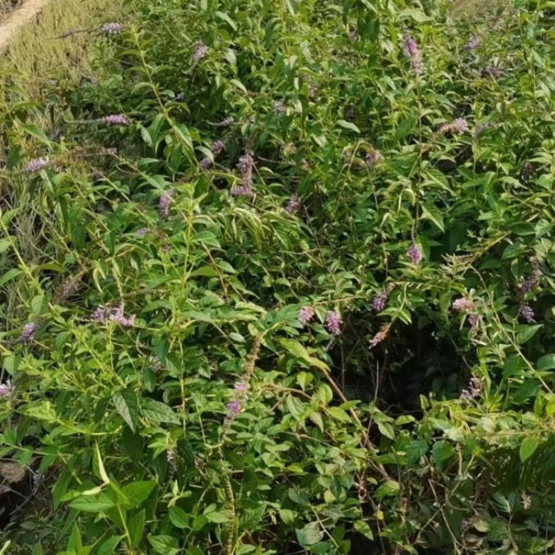 醉鱼草，基地直发，一手货源，大量供应