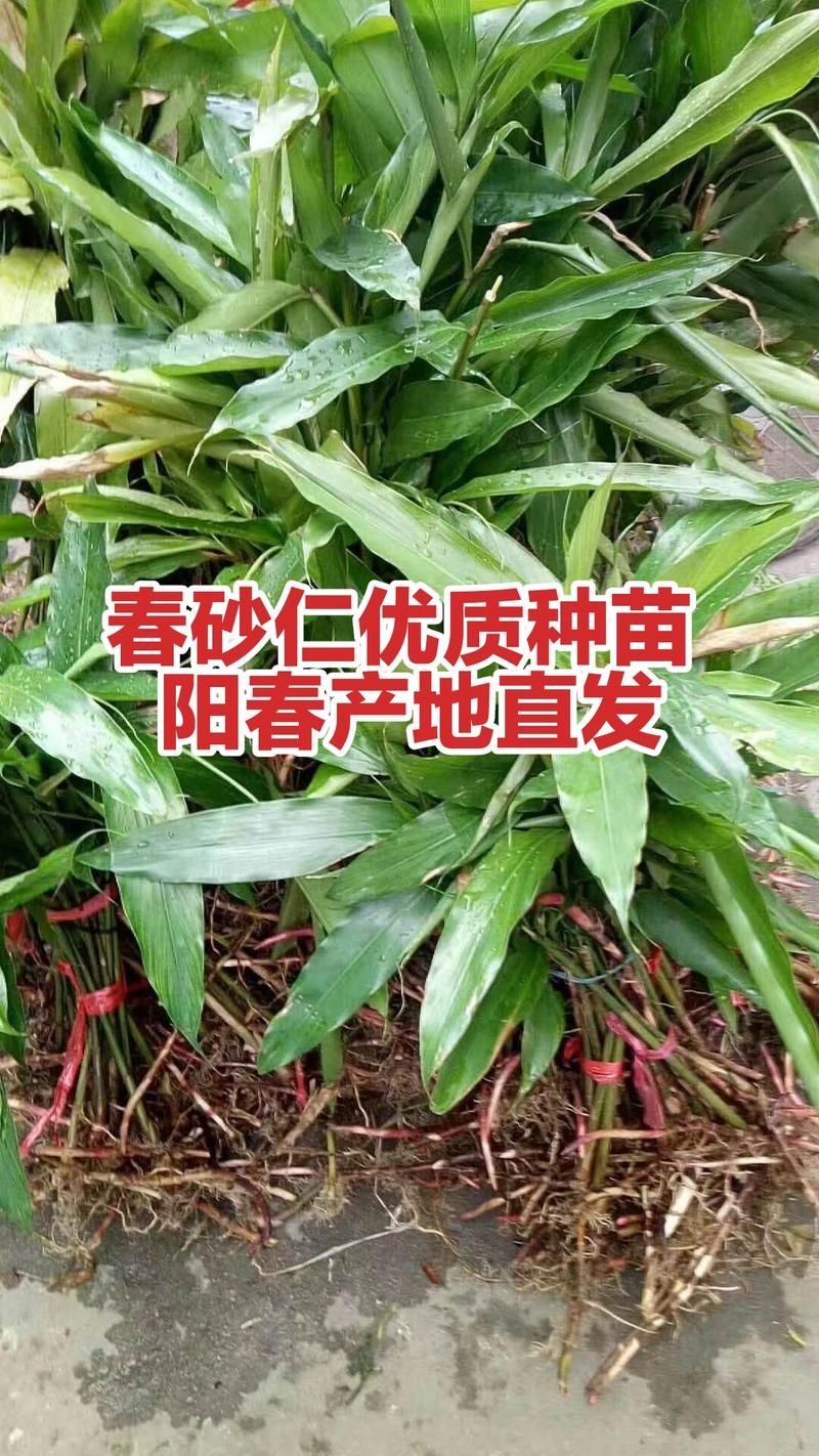 春砂仁苗阳春产地直发挑选优质种苗拔苗