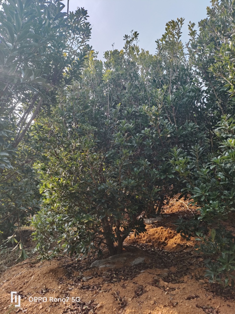 杨梅树