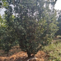 杨梅树