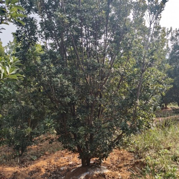 杨梅树