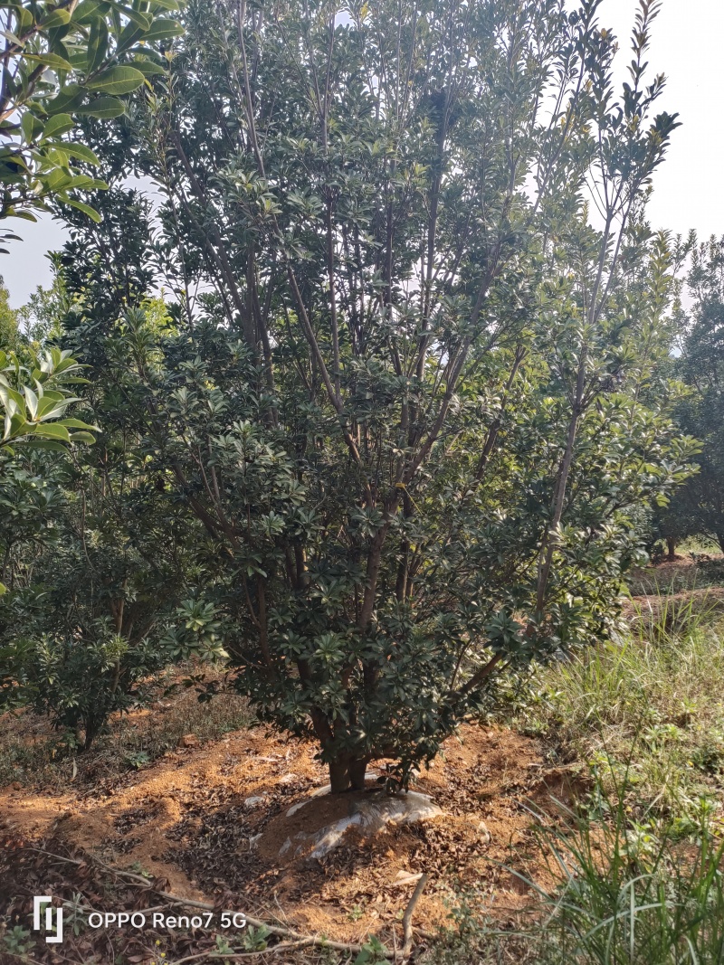 杨梅树