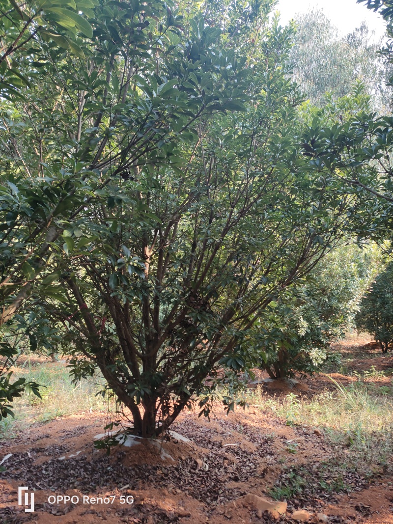 杨梅树