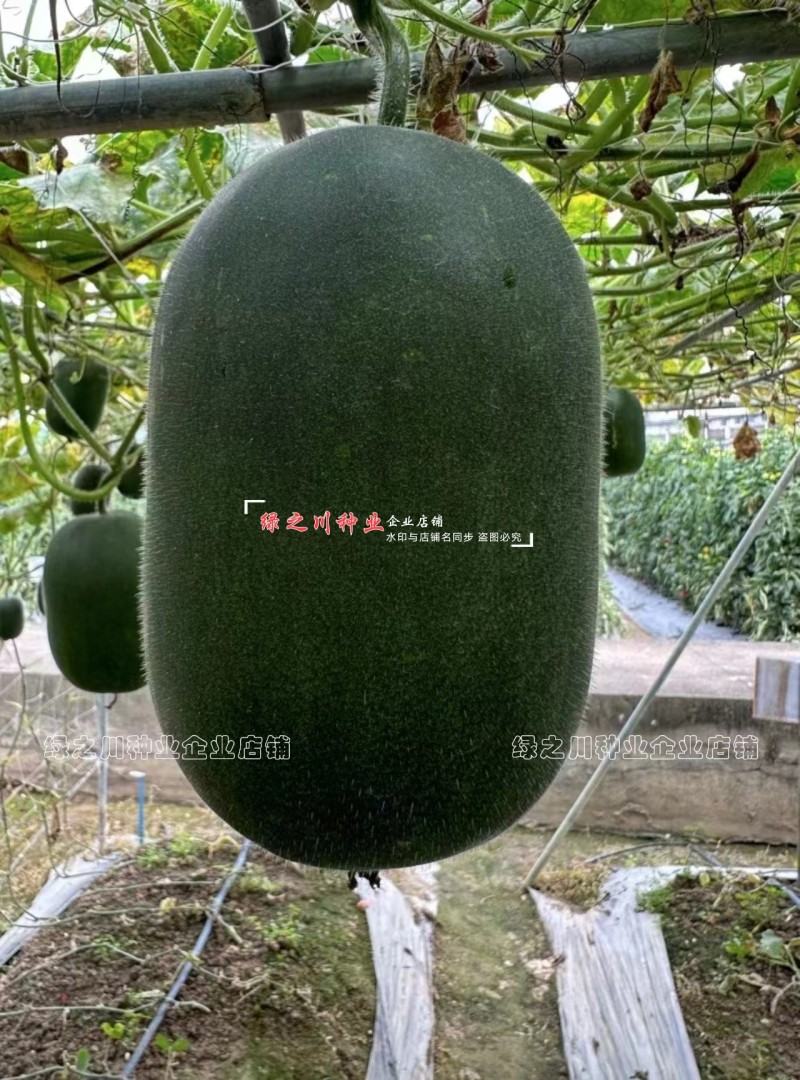 婕美宝玉杂交小冬瓜种子3至6斤小型冬瓜种子果皮青绿色
