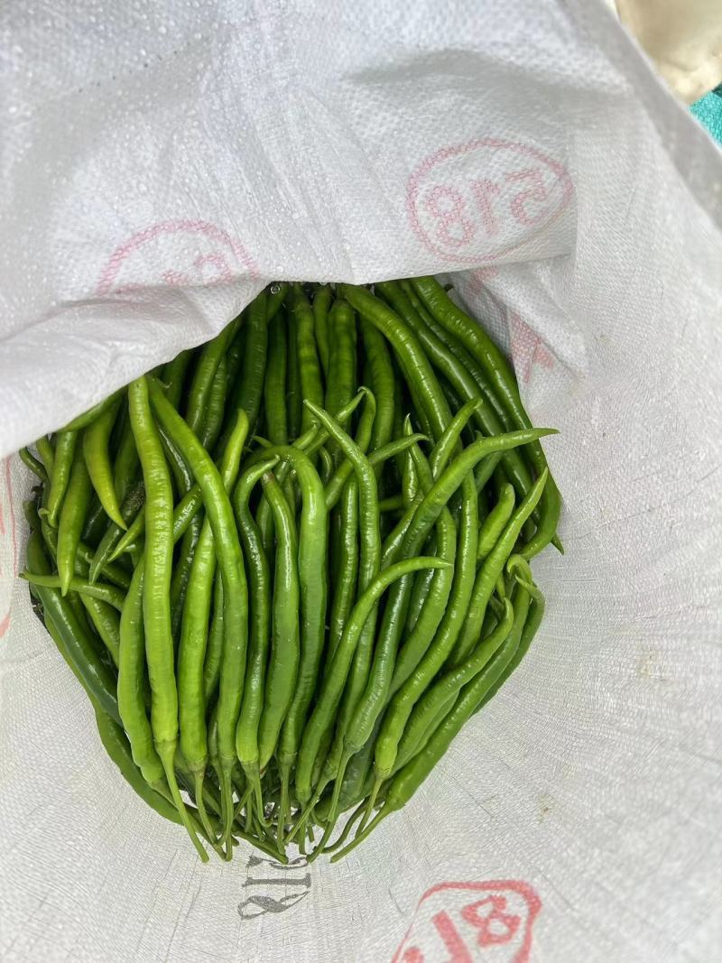 广东广西三号八号线辣椒，产地货源充足可视频看货
