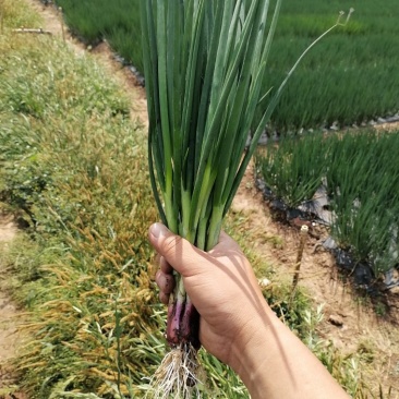 红头香葱45分至50多分左右