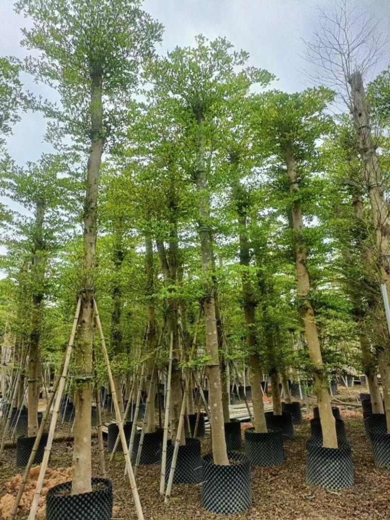 小叶榄仁树12～20公分基地直销规格齐全欢迎来电咨询