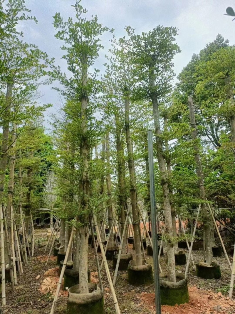 小叶榄仁树12～20公分基地直销规格齐全欢迎来电咨询