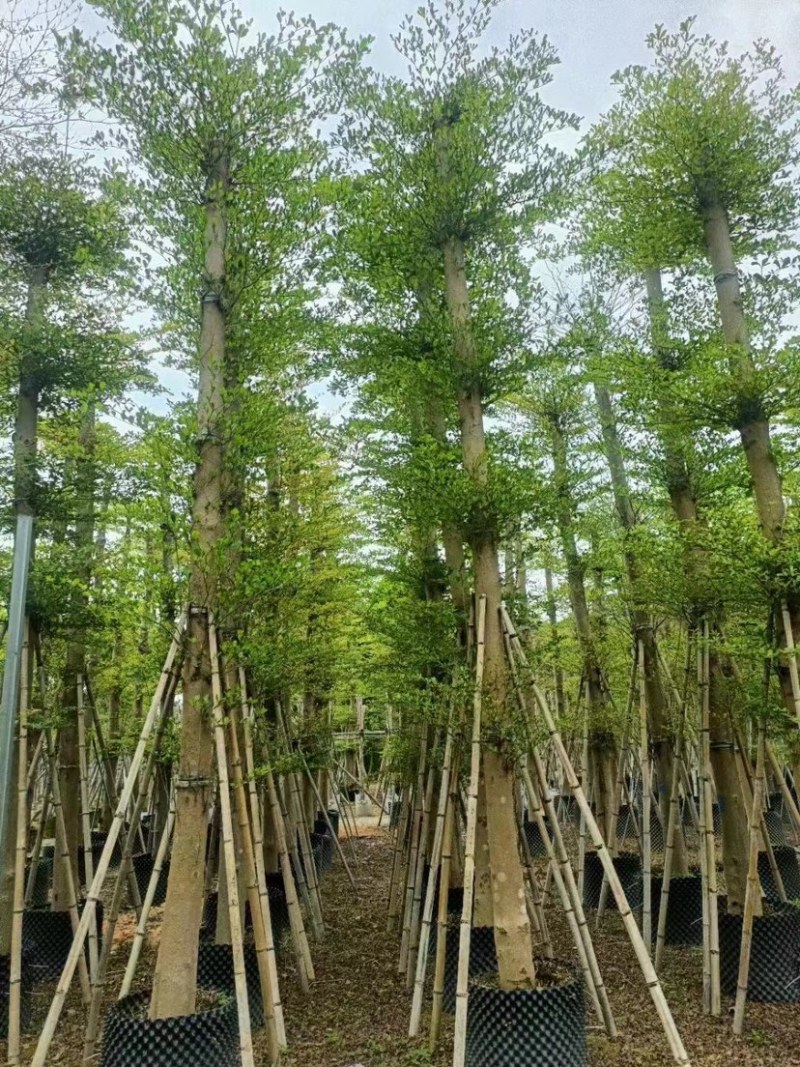 小叶榄仁树12～20公分基地直销规格齐全欢迎来电咨询