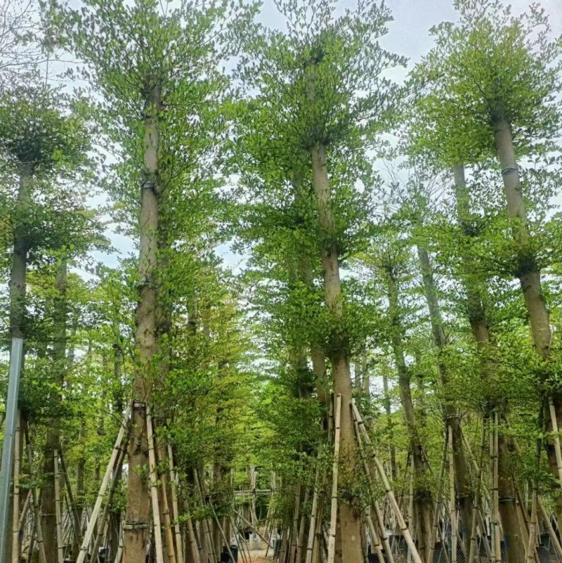小叶榄仁树12～20公分基地直销规格齐全欢迎来电咨询