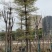 花叶榄仁12～18公分基地直销规格齐全欢迎来电咨询