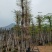 花叶榄仁12～18公分基地直销规格齐全欢迎来电咨询