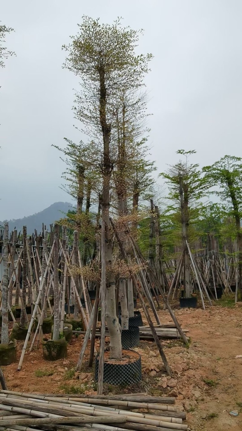 花叶榄仁12～18公分基地直销规格齐全欢迎来电咨询