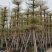 花叶榄仁12～18公分基地直销规格齐全欢迎来电咨询
