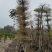 花叶榄仁12～18公分基地直销规格齐全欢迎来电咨询