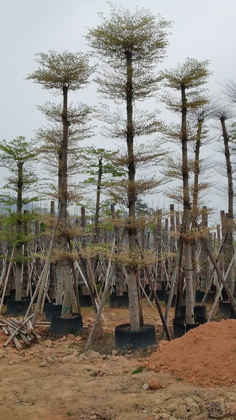 花叶榄仁12～18公分基地直销规格齐全欢迎来电咨询