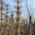 花叶榄仁12～18公分基地直销规格齐全欢迎来电咨询
