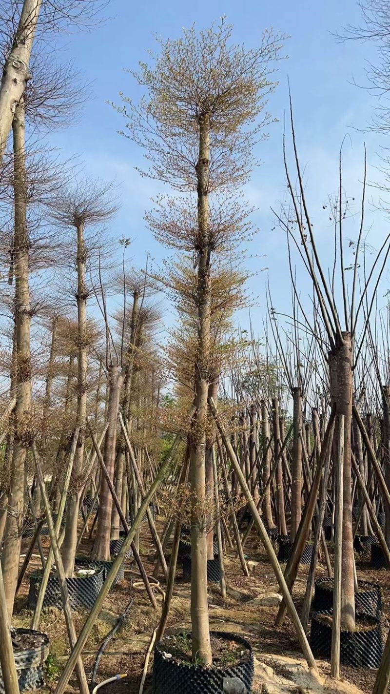 花叶榄仁12～18公分基地直销规格齐全欢迎来电咨询
