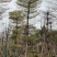 花叶榄仁12～18公分基地直销规格齐全欢迎来电咨询