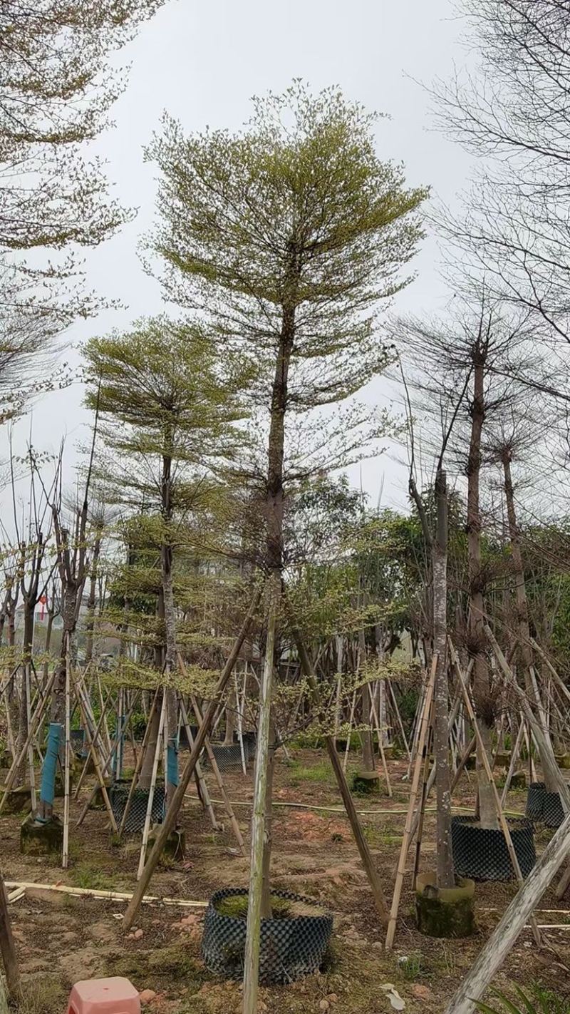 花叶榄仁12～18公分基地直销规格齐全欢迎来电咨询