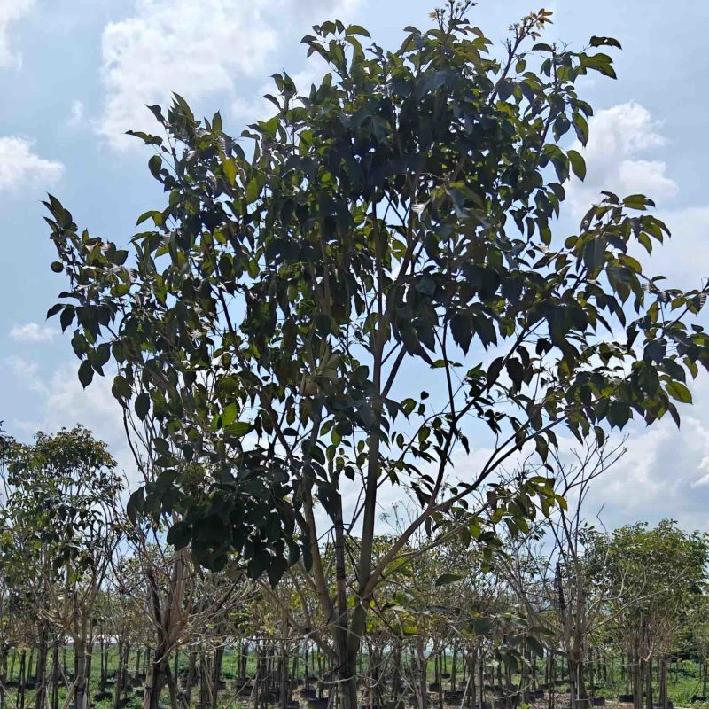 紫花风铃木5～10公分基地直销规格齐全欢迎来电咨询
