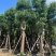 骨架香樟25～35公分基地直销规格齐全欢迎来电咨询
