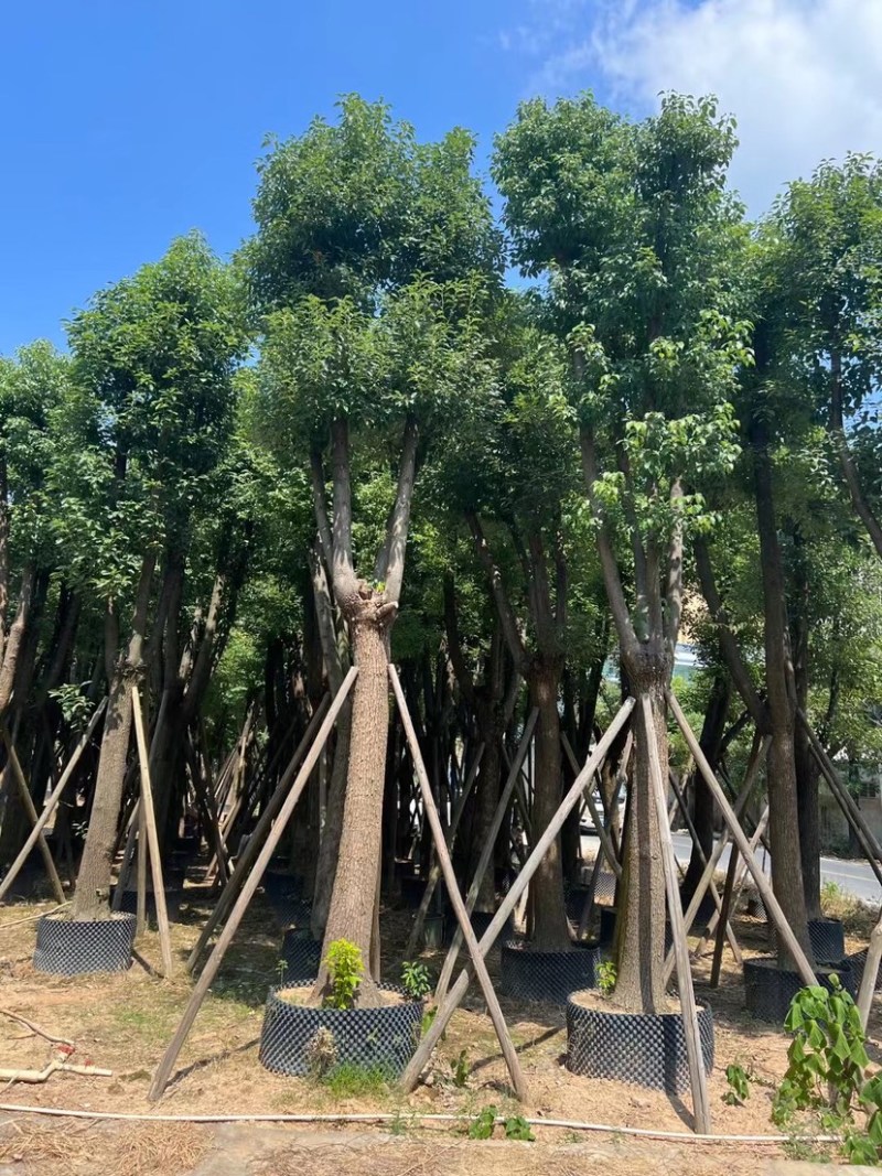 骨架香樟25～35公分基地直销规格齐全欢迎来电咨询
