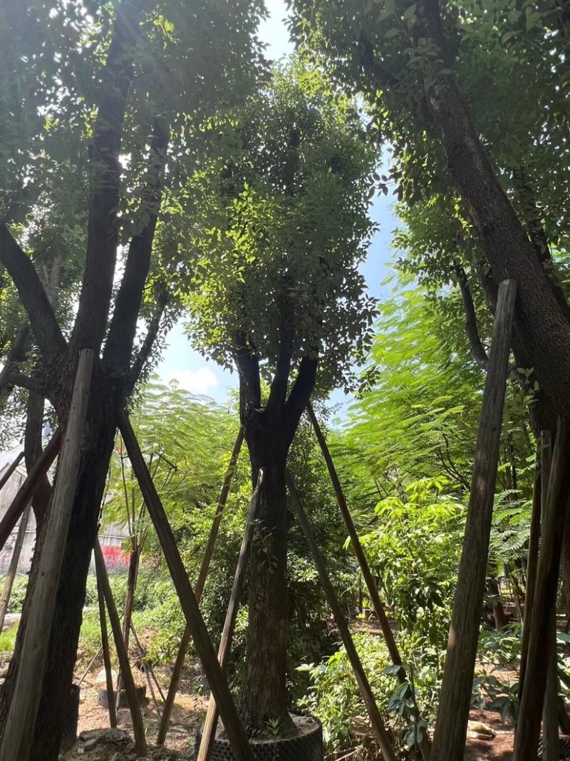 骨架香樟25～35公分基地直销规格齐全欢迎来电咨询