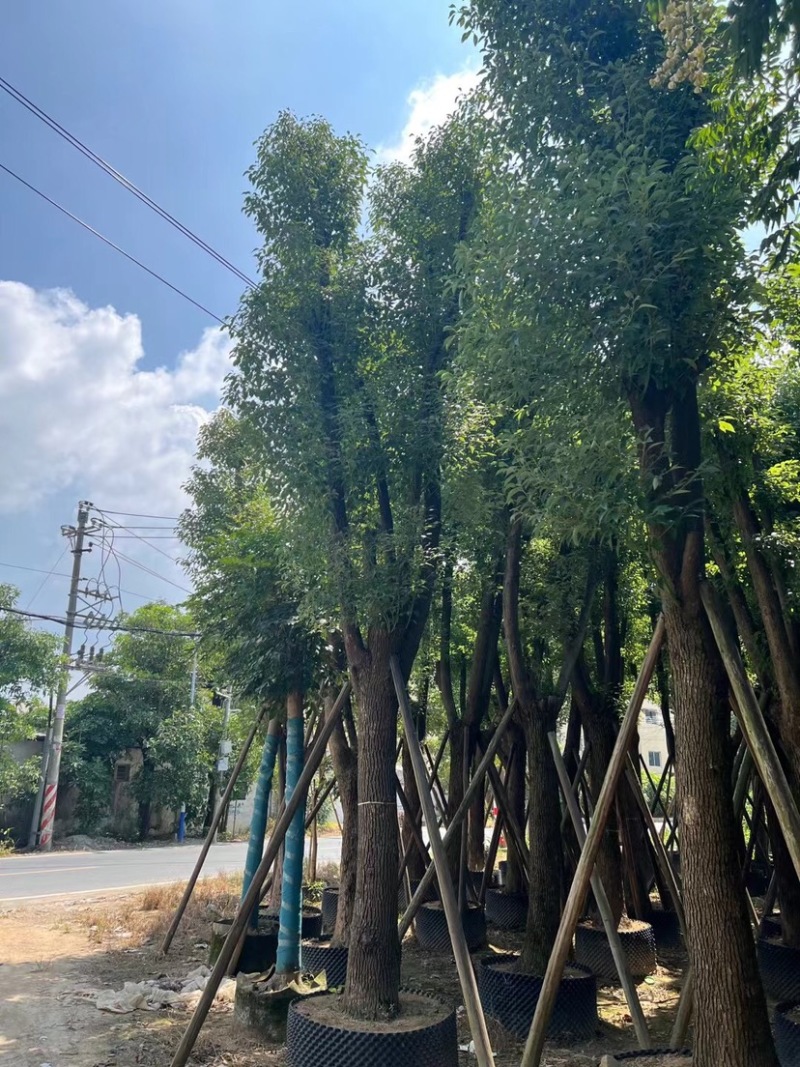 骨架香樟25～35公分基地直销规格齐全欢迎来电咨询