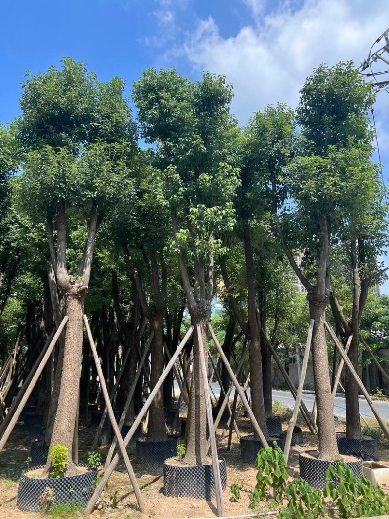 骨架香樟25～35公分基地直销规格齐全欢迎来电咨询
