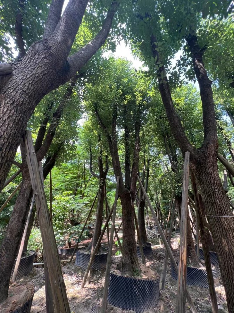 骨架香樟25～35公分基地直销规格齐全欢迎来电咨询