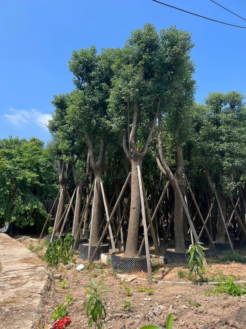 骨架香樟25～35公分基地直销规格齐全欢迎来电咨询