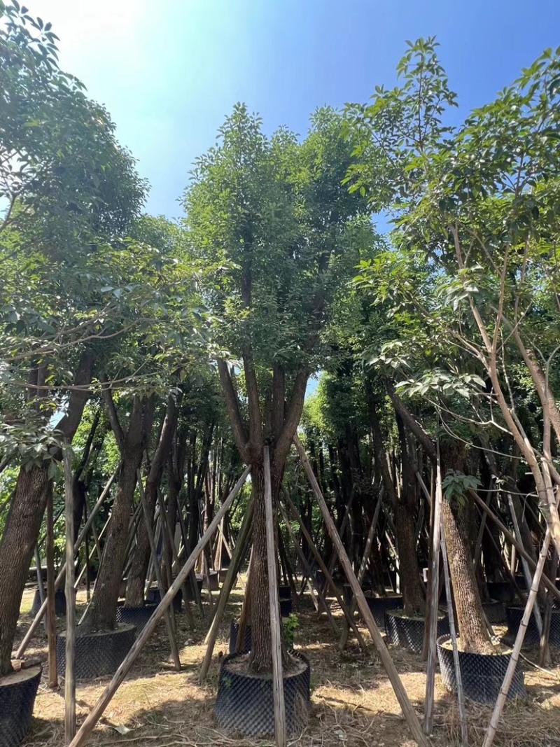 骨架香樟25～35公分基地直销规格齐全欢迎来电咨询