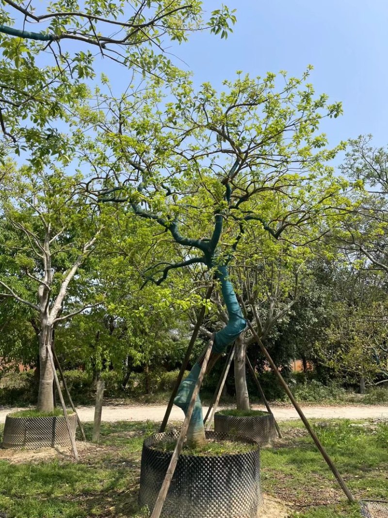 妖娆龙爪造型铁冬青基地直销规格齐全欢迎来电咨询合作