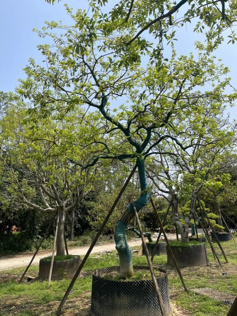 妖娆龙爪造型铁冬青基地直销规格齐全欢迎来电咨询合作