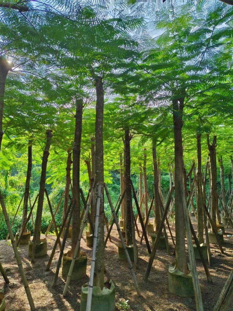 凤凰树12～207公分基地直销规格齐全欢迎来电咨询