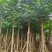 凤凰树12～207公分基地直销规格齐全欢迎来电咨询