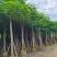 凤凰树12～207公分基地直销规格齐全欢迎来电咨询