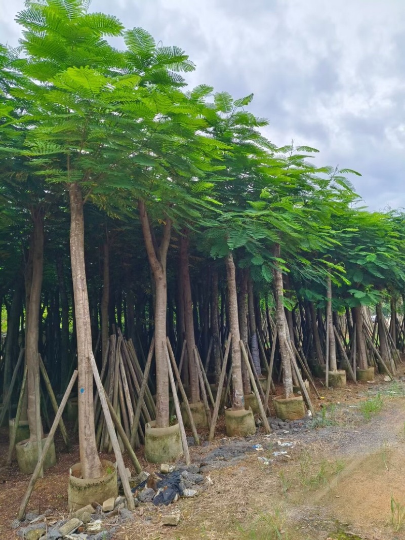 凤凰树12～207公分基地直销规格齐全欢迎来电咨询