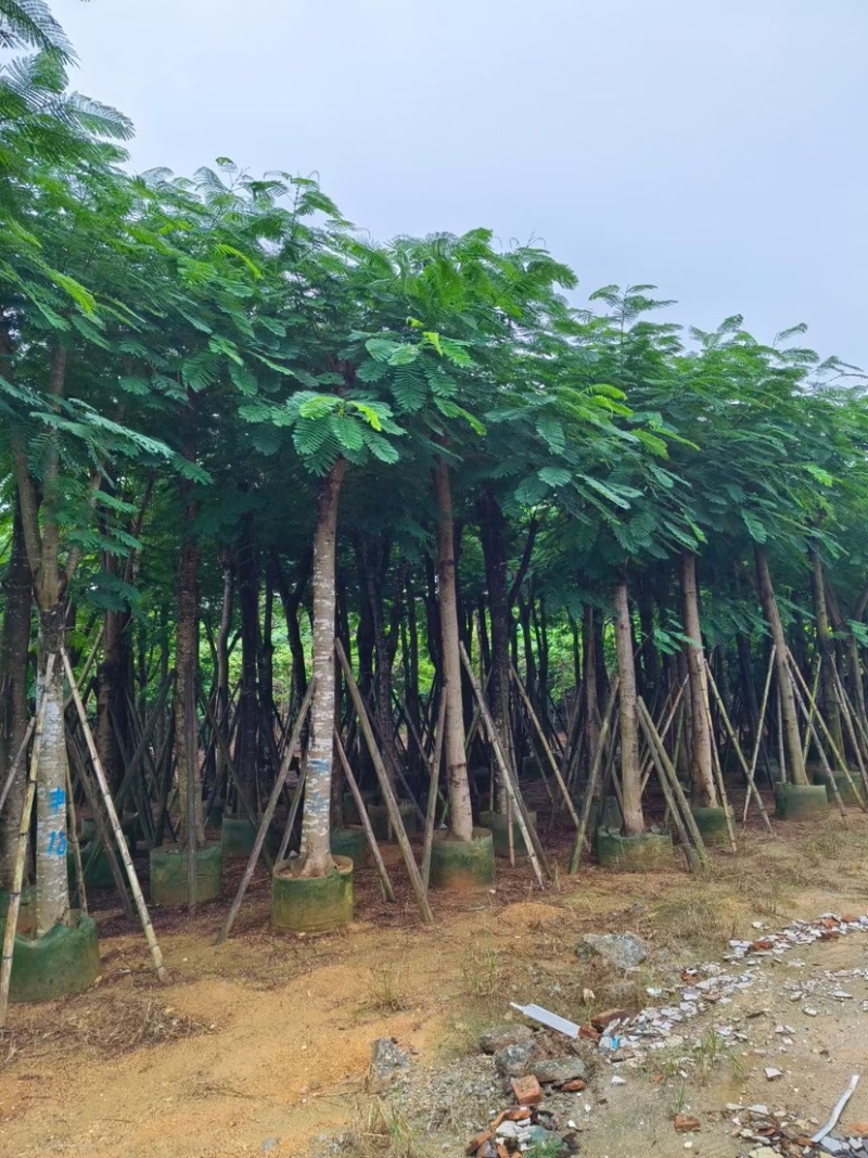 凤凰树12～207公分基地直销规格齐全欢迎来电咨询