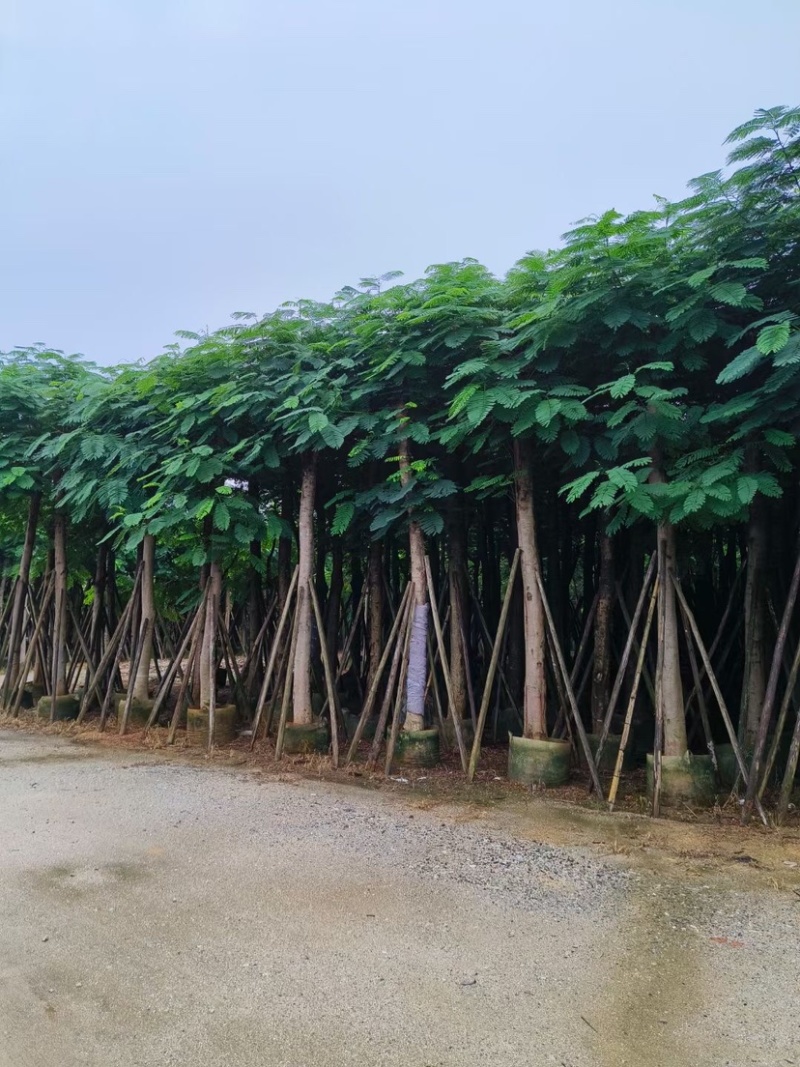 凤凰树12～207公分基地直销规格齐全欢迎来电咨询