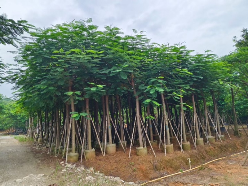 凤凰树12～207公分基地直销规格齐全欢迎来电咨询