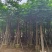 凤凰树12～207公分基地直销规格齐全欢迎来电咨询