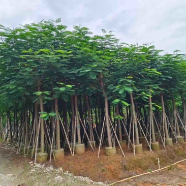 凤凰树12～207公分基地直销规格齐全欢迎来电咨询