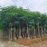 凤凰树12～207公分基地直销规格齐全欢迎来电咨询