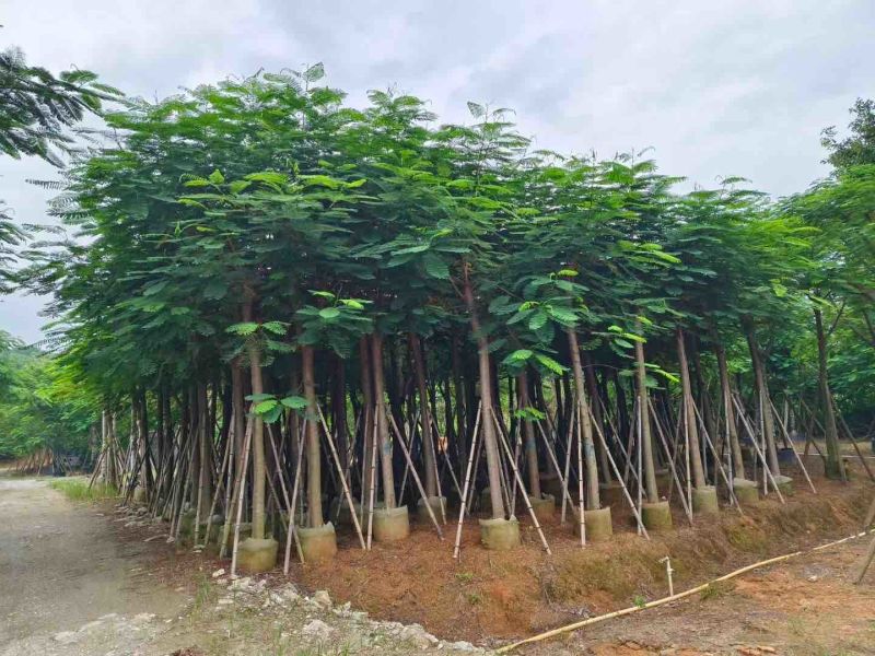 凤凰树12～207公分基地直销规格齐全欢迎来电咨询