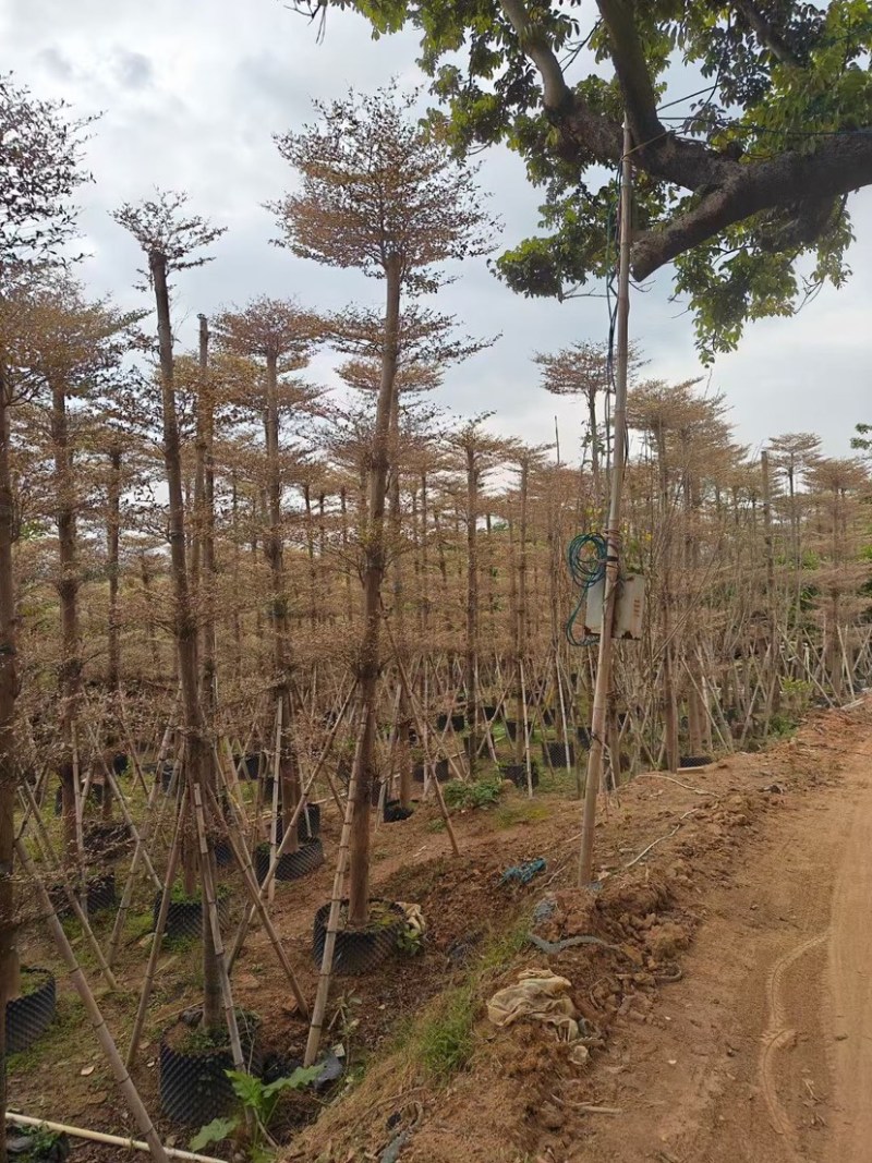 锦叶榄仁10～15公分基地直销规格齐全欢迎来电咨询