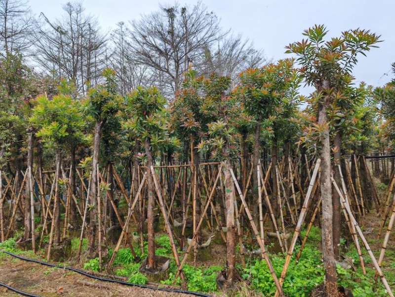 金蒲桃（黄金熊猫）基地直销规格齐全欢迎来电咨询合作